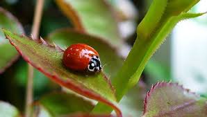 ladybug3
