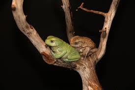 waxy monkey tree frog2