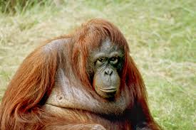 orangutan