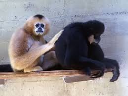 white cheeked gibbon.2