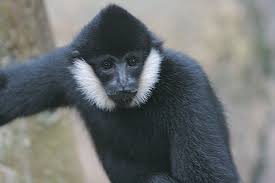 white cheeked gibbon