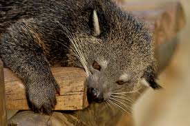 binturong3