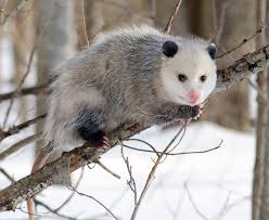 opposum