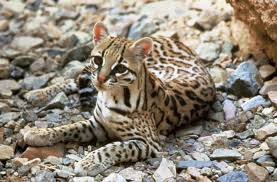 Where does the ocelot live?