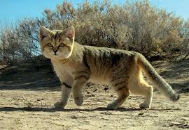 Where does the sand cat live?