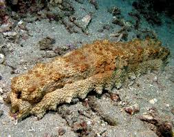 sea cucumber2