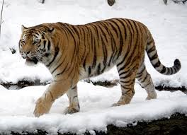 Where does the Amur tiger live?