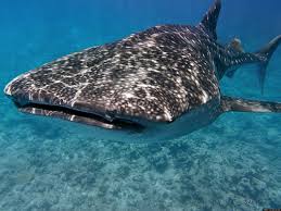 whale shark2