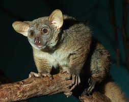 galago