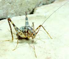 cave cricket