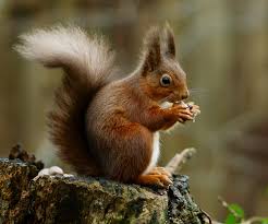 red squirrel