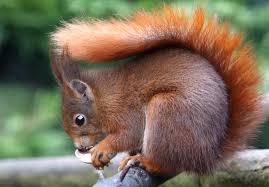 red squirrel2