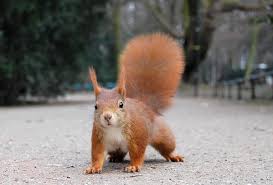 red squirrel3