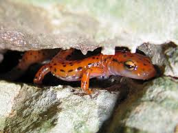 salamander