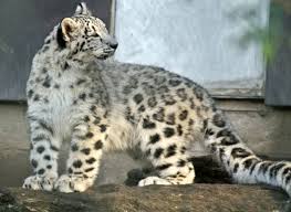 snow leopard2