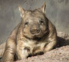 wombat2