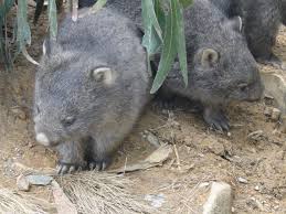 wombat4