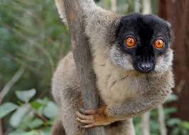 collard brown lemur
