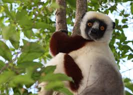 lemur3