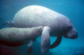 manatee2