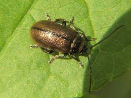 There are more beetles on the planet than any other animal. The account for 1 in 4 animals on earth! 