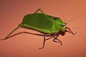 Katydids have ears in their front legs!