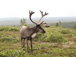 Reindeer have many different color variations. The ones that live closer to the arctic have white or light colored fur. 