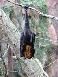 A bat's back feet are super grippers! These feet can hold a bat upside down while they sleep! They have a special tendon that does not require any energy to keep this grip! Bat feet might just be the coolest!