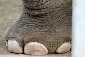 elephant feet