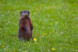 groundhog2