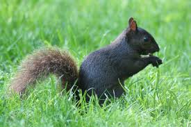 squirrel3
