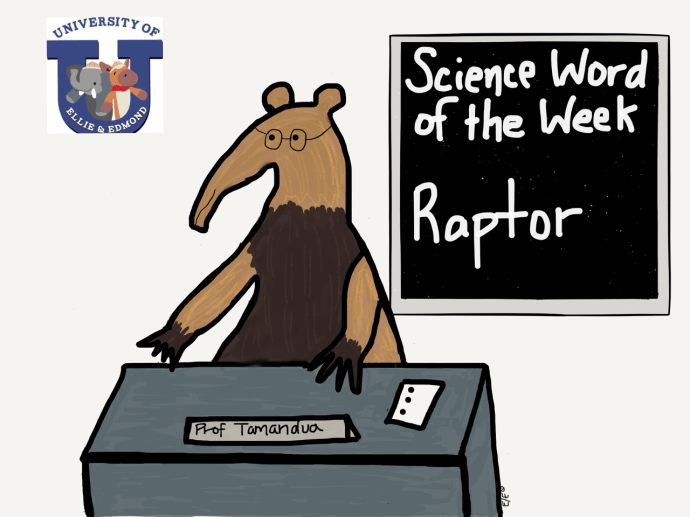 swow raptor