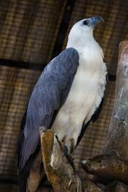 white bellied sea hawk3