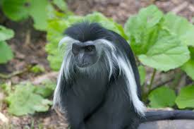 colobus monkey