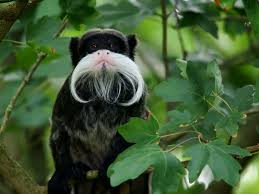 emperor tamarin2