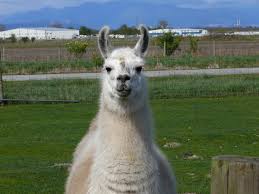 llama2