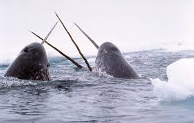 narwhals