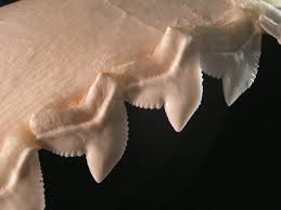 Shark teeth are serrated on the sides. It's like having a mouth full of steak knives! These teeth are perfect eating machines!  