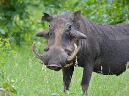 Warthogs are grazers. They also eat grubs, eggs and carrion.  Warthogs have 2 pair of tusks that grow outside of their mouth. The bottom tusks can get razor sharp by rubbing against the top tusks. They use their tusks for digging, fights with other warthogs and protecting themselves against predators. 