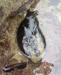 california sea hare3