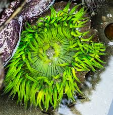 giant green anemone2