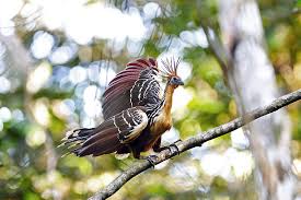 hoatzin2