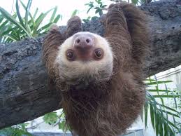 sloth