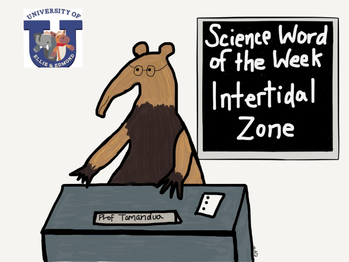 swow intertidal zone