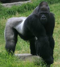 Recycling which one will help protect gorilla habitats? A) cell phones B) paint C) toothbrushes 