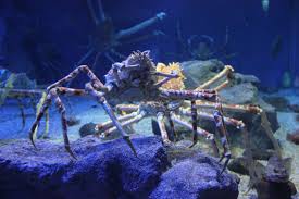 japanese spider crab