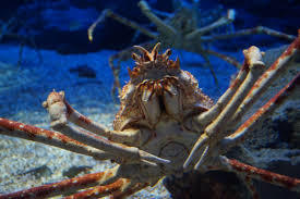 japanese spider crab2