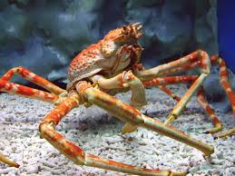 japanese spider crab3