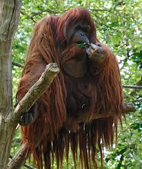 Using products with sustainable palm oil can protect orangutans. True or False 