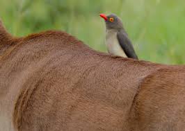 red billed oxpecker2